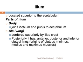Ilium
6
 Located superior to the acetabulum
Parts of ilium
 Body
 joins ischium and pubis to acetabulum
 Ala (wing)
 bordered superiorly by iliac crest
 Posteriorly it has; anterior, posterior and inferior
gluteal lines (origins of gluteus minimus,
medius and maximus muscles)
1/7/2023
Yared T(Ass. Professor)
 