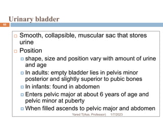 Urinary bladder
60
 Smooth, collapsible, muscular sac that stores
urine
 Position
 shape, size and position vary with amount of urine
and age
 In adults: empty bladder lies in pelvis minor
posterior and slightly superior to pubic bones
 In infants: found in abdomen
 Enters pelvic major at about 6 years of age and
pelvic minor at puberty
 When filled ascends to pelvic major and abdomen
1/7/2023
Yared T(Ass. Professor)
 
