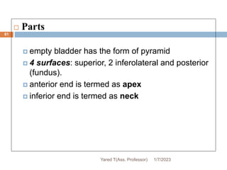 61
 Parts
 empty bladder has the form of pyramid
 4 surfaces: superior, 2 inferolateral and posterior
(fundus).
 anterior end is termed as apex
 inferior end is termed as neck
1/7/2023
Yared T(Ass. Professor)
 