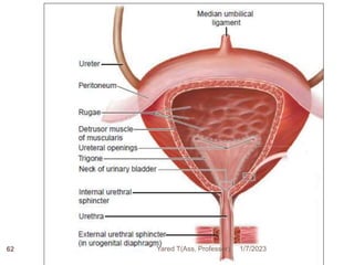 1/7/2023
Yared T(Ass. Professor)
62
 