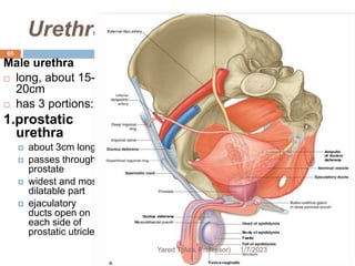 Urethra
65
Male urethra
 long, about 15-
20cm
 has 3 portions:
1.prostatic
urethra
 about 3cm long
 passes through
prostate
 widest and most
dilatable part
 ejaculatory
ducts open on
each side of
prostatic utricle
1/7/2023
Yared T(Ass. Professor)
 