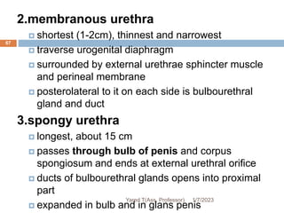 67
2.membranous urethra
 shortest (1-2cm), thinnest and narrowest
 traverse urogenital diaphragm
 surrounded by external urethrae sphincter muscle
and perineal membrane
 posterolateral to it on each side is bulbourethral
gland and duct
3.spongy urethra
 longest, about 15 cm
 passes through bulb of penis and corpus
spongiosum and ends at external urethral orifice
 ducts of bulbourethral glands opens into proximal
part
 expanded in bulb and in glans penis
1/7/2023
Yared T(Ass. Professor)
 