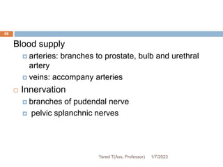 68
Blood supply
 arteries: branches to prostate, bulb and urethral
artery
 veins: accompany arteries
 Innervation
 branches of pudendal nerve
 pelvic splanchnic nerves
1/7/2023
Yared T(Ass. Professor)
 