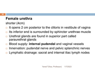 69
Female urethra
shorter (4cm)
 It opens 2 cm posterior to the clitoris in vestibule of vagina
 Its inferior end is surrounded by sphincter urethrae muscle
 Urethral glands are found in superior part called
paraurethral glands
 Blood supply: internal pudendal and vaginal vessels
 Innervation: pudendal nerve and pelvic splanchnic nerves
 Lymphatic drainage: sacral and internal iliac lymph nodes
1/7/2023
Yared T(Ass. Professor)
 