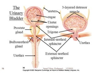 70 1/7/2023
Yared T(Ass. Professor)
 