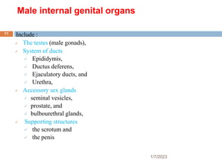 Male internal genital organs
Include :
 The testes (male gonads),
 System of ducts
 Epididymis,
 Ductus deferens,
 Ejaculatory ducts, and
 Urethra,
 Accessory sex glands
 seminal vesicles,
 prostate, and
 bulbourethral glands,
 Supporting structures
 the scrotum and
 the penis
1/7/2023
71
 