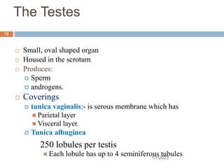 The Testes
 Small, oval shaped organ
 Housed in the scrotum
 Produces:
 Sperm
 androgens.
 Coverings
 tunica vaginalis:- is serous membrane which has
 Parietal layer
 Visceral layer.
 Tunica albuginea
250 lobules per testis
 Each lobule has up to 4 seminiferous tubules
72
1/7/2023
 