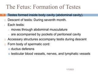 The Fetus: Formation of Testes
 Testes formed inside body cavity (abdominal cavity).
 Descent of testis: During seventh month.
• Each testis:
– moves through abdominal musculature
– are accompanied by pockets of peritoneal cavity
 Accessary structures accompany testis during descent
 Form body of spermatic cord:
 ductus deferens
 testicular blood vessels, nerves, and lymphatic vessels
74
1/7/2023
 