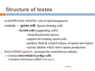 Structure of testes
 seminiferous tubules: site of spermatogenesis
contain :- germ cell; Sperm forming cells
- Sertoli cells (supporting cells)
- form blood-testis barrier
-support developing sperm cells
- produce fluid & control release of sperm into lumen
- secrete inhibin which slows sperm production
 Interstitial spaces: surround the seminiferous tubules.
 Contain interstitial (Leydig) cells
 produce hormones called androgens.
75
1/7/2023
 