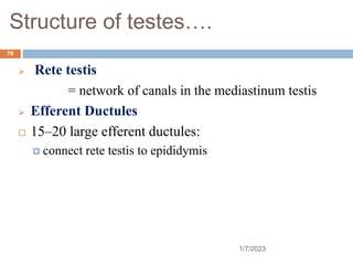 Structure of testes….
 Rete testis
= network of canals in the mediastinum testis
 Efferent Ductules
 15–20 large efferent ductules:
 connect rete testis to epididymis
76
1/7/2023
 
