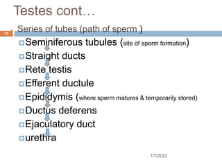 Testes cont…
 Series of tubes (path of sperm )
Seminiferous tubules (site of sperm formation)
Straight ducts
Rete testis
Efferent ductule
Epididymis (where sperm matures & temporarily stored)
Ductus deferens
Ejaculatory duct
urethra
78
1/7/2023
 