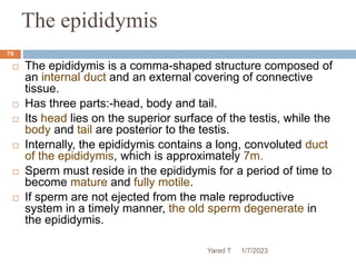 The epididymis
 The epididymis is a comma-shaped structure composed of
an internal duct and an external covering of connective
tissue.
 Has three parts:-head, body and tail.
 Its head lies on the superior surface of the testis, while the
body and tail are posterior to the testis.
 Internally, the epididymis contains a long, convoluted duct
of the epididymis, which is approximately 7m.
 Sperm must reside in the epididymis for a period of time to
become mature and fully motile.
 If sperm are not ejected from the male reproductive
system in a timely manner, the old sperm degenerate in
the epididymis.
Yared T
79
1/7/2023
 