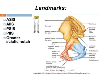 Landmarks:
 ASIS
 AIIS
 PSIS
 PIIS
 Greater
sciatic notch
1/7/2023
Yared T(Ass. Professor)
8
 