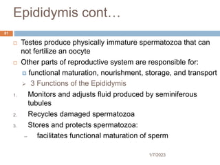 Epididymis cont…
 Testes produce physically immature spermatozoa that can
not fertilize an oocyte
 Other parts of reproductive system are responsible for:
 functional maturation, nourishment, storage, and transport
 3 Functions of the Epididymis
1. Monitors and adjusts fluid produced by seminiferous
tubules
2. Recycles damaged spermatozoa
3. Stores and protects spermatozoa:
– facilitates functional maturation of sperm
81
1/7/2023
 