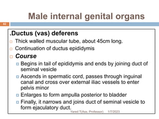 Male internal genital organs
82
.Ductus (vas) deferens
 Thick walled muscular tube, about 45cm long.
 Continuation of ductus epididymis
 Course
 Begins in tail of epididymis and ends by joining duct of
seminal vesicle
 Ascends in spermatic cord, passes through inguinal
canal and cross over external iliac vessels to enter
pelvis minor
 Enlarges to form ampulla posterior to bladder
 Finally, it narrows and joins duct of seminal vesicle to
form ejaculatory duct.
1/7/2023
Yared T(Ass. Professor)
 