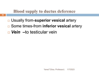 Blood supply to ductus deference
 Usually from-superior vesical artery
 Some times-from inferior vesical artery
 Vein –to testicular vein
1/7/2023
Yared T(Ass. Professor)
84
 