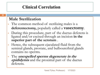Clinical Correlation
Male Sterilization
 The common method of sterilizing males is a
deferentectomy, popularly called a vasectomy.
 During this procedure, part of the ductus deferens is
ligated and/or excised through an incision in the
superior part of the scrotum .
 Hence, the subsequent ejaculated fluid from the
seminal glands, prostate, and bulbourethral glands
contains no sperms.
 The unexpelled sperms degenerate in the
epididymis and the proximal part of the ductus
deferens.
1/7/2023
Yared T(Ass. Professor)
85
 