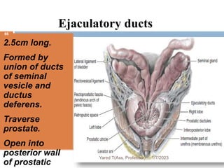 Ejaculatory ducts
2.5cm long.
Formed by
union of ducts
of seminal
vesicle and
ductus
deferens.
Traverse
prostate.
Open into
posterior wall
of prostatic
1/7/2023
Yared T(Ass. Professor)
86
 