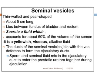 88
Seminal vesicles
Thin-walled and pear-shaped
 About 5 cm long
 Lies between fundus of bladder and rectum
 Secrete a fluid which ;
 accounts for about 60% of the volume of the semen
-It is a yellowish, viscous, alkaline fluid
 The ducts of the seminal vesicles join with the vas
deferens to form the ejaculatory ducts.
 Sperm and seminal fluid mix in the ejaculatory
duct to enter the prostatic urethra together during
ejaculation
1/7/2023
Yared T(Ass. Professor)
 