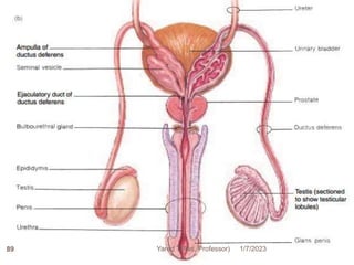 1/7/2023
Yared T(Ass. Professor)
89
 