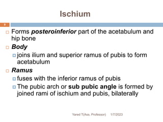 Ischium
 Forms posteroinferior part of the acetabulum and
hip bone
 Body
 joins ilium and superior ramus of pubis to form
acetabulum
 Ramus
 fuses with the inferior ramus of pubis
 The pubic arch or sub pubic angle is formed by
joined rami of ischium and pubis, bilaterally
9
1/7/2023
Yared T(Ass. Professor)
 