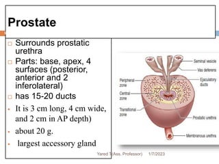 Prostate
93
 Surrounds prostatic
urethra
 Parts: base, apex, 4
surfaces (posterior,
anterior and 2
inferolateral)
 has 15-20 ducts
 It is 3 cm long, 4 cm wide,
and 2 cm in AP depth)
 about 20 g.
 largest accessory gland
1/7/2023
Yared T(Ass. Professor)
 