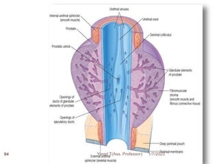1/7/2023
Yared T(Ass. Professor)
94
 