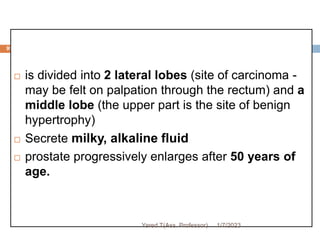 95
 is divided into 2 lateral lobes (site of carcinoma -
may be felt on palpation through the rectum) and a
middle lobe (the upper part is the site of benign
hypertrophy)
 Secrete milky, alkaline fluid
 prostate progressively enlarges after 50 years of
age.
1/7/2023
Yared T(Ass. Professor)
 