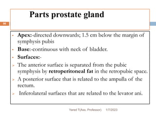 Parts prostate gland
 Apex:-directed downwards; 1.5 cm below the margin of
symphysis pubis
 Base:-continuous with neck of bladder.
 Surfaces:-
 The anterior surface is separated from the pubic
symphysis by retroperitoneal fat in the retropubic space.
 A posterior surface that is related to the ampulla of the
rectum.
 Inferolateral surfaces that are related to the levator ani.
1/7/2023
Yared T(Ass. Professor)
96
 