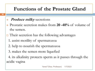 Functions of the Prostate Gland
 Produce milky secretions
 Prostatic secretion makes from 20 -40% of volume of
the semen.
 Their secretion has the following advantages
1. assist motility of spermatozoa
2. help to nourish the spermatozoa
3. makes the semen more liquefied
4. its alkalinity protects sperm as it passes through the
acidic vagina
1/7/2023
Yared T(Ass. Professor)
98
 