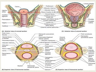 Gross anatomy notes of the PELVIS & PERINEUM | PDF
