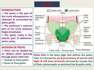 Left Promontory Gross anatomy notes of the PELVIS & PERINEUM | PDF