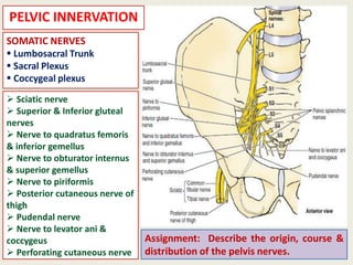 Perineal Innervation Gross anatomy notes of the PELVIS & PERINEUM | PDF