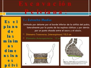 Excavación Pelviana: Es el plano de las mínimas dimensiones pélvicas. 1.- Estrecho Medio:  Limitado por delante por el borde inferior de la sínfisis del pubis; lateralmente por la punta de las espinas ciáticas y por detrás por un punto situado entre el sacro y el cóccix. Diámetro Transverso. (interespinoso) 10.5 cm Diámetro Anteroposterior.  12 cm. 