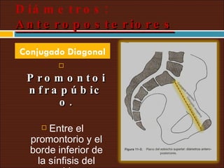 Promontoinfrapúbico. Entre el promontorio y el borde inferior de la sínfisis del pubis.  12.5 cm. Conjugado Diagonal Diámetros:  Anteroposteriores 