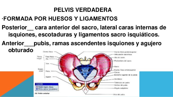 Pelvis Verdadera Y Pelvis Falsa