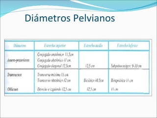 Diámetros Pelvianos 