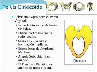 Pelvis Ginecoide Pelvis más apta para el Parto Vaginal. Estrecho Superior: de Forma Ovoidea. Diámetro Transverso es redondeado. Sacro de curvatura e inclinación mediana. Escotaduras de Amplitud Mediana Ángulo Subpubiano es amplio. El Diámetro Biciático es amplio de unos 10,5 cm. 
