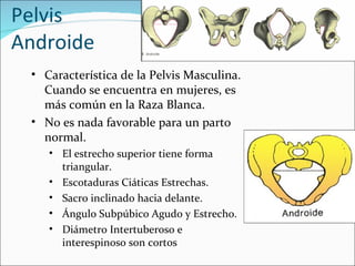 Pelvis Androide Característica de la Pelvis Masculina. Cuando se encuentra en mujeres, es más común en la Raza Blanca. No es nada favorable para un parto normal. El estrecho superior tiene forma triangular. Escotaduras Ciáticas Estrechas. Sacro inclinado hacia delante. Ángulo Subpúbico Agudo y Estrecho. Diámetro Intertuberoso e interespinoso son cortos 