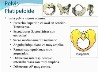 Pelvis Platipeloide Es la pelvis menos común. Estrecho Superior, es oval en sentido Transverso. Escotaduras Sacrociáticas son estrechas. Sacro medianamente inclinado. Angulo Subpubiano es muy amplio.  Ramas isquiopubianas muy arqueadas. Diámetros interespinosos e intertuberosos son muy amplios. Diámetros AP muy cortos. 