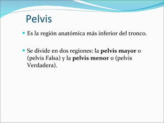 Pelvis Es la región anatómica más inferior del tronco. Se divide en dos regiones: la  pelvis mayor  o (pelvis Falsa) y la  pelvis menor  o (pelvis Verdadera). 