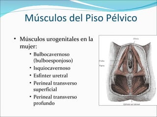 Músculos del Piso Pélvico Músculos urogenitales en la mujer: Bulbocavernoso (bulboesponjoso) Isquiocavernoso Esfínter uretral Perineal transverso superficial Perineal transverso profundo 