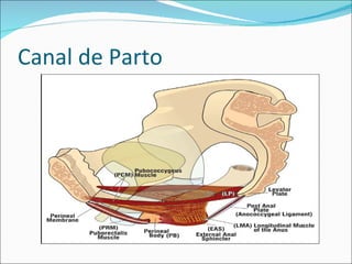 Canal de Parto 