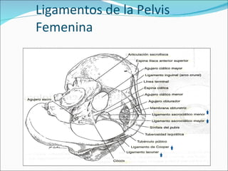Ligamentos de la Pelvis Femenina 