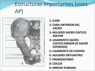 Estructuras Importantes (vista AP) 1: ILION 2: CARA ANTERIOR DEL SACRO 3: AGUJERO SACRO-CIATICO MAYOR 4: LIGAMENTO SACRO-CIATICO MENOR (O SACRO ESPINOSO) 5: LIGAMENTO DE COOPER 6: AGUJERO OBTURATRIZ 7: PROMONTORIO 8: COCCIX 9: SINFISIS PUBIANA 