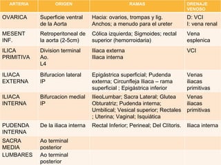 ARTERIA ORIGEN RAMAS DRENAJE VENOSO OVARICA Superficie ventral de la Aorta Hacia: ovarios, trompas y lig. Anchos; a menudo para el ureter D: VCI I: vena renal MESENT INF. Retroperitoneal de la aorta (2-5cm) Cólica izquierda; Sigmoides; rectal superior (hemorroidaria) Vena esplenica ILICA PRIMITIVA Division terminal Ao. L4 Iliaca externa Iliaca interna VCI ILIACA EXTERNA Bifuracion lateral IP Epigástrica superficial; Pudenda externa; Circunfleja Iliaca – rama superficial ; Epigástrica inferior  Venas iliacas primitivas ILIACA INTERNA Bifurcacion medial IP IlieoLumbar; Sacra Lateral; Glutea Obturatriz; Pudenda interna; Umbilical; Vesical superior; Rectales ; Uterina; Vaginal; Isquiática Venas iliacas primitivas PUDENDA INTERNA De la iliaca interna Rectal Inferior; Perineal; Del Clítoris. Iliaca interna SACRA MEDIA Ao terminal posterior  LUMBARES Ao terminal posterior  