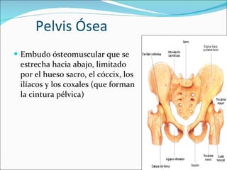 Pelvis Ósea Embudo ósteomuscular que se estrecha hacia abajo, limitado por el hueso sacro, el cóccix, los ilíacos y los coxales (que forman la cintura pélvica) 