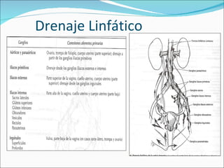 Drenaje Linfático 