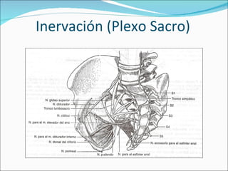 Inervación (Plexo Sacro) 