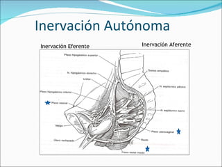 Inervación Autónoma Inervación Eferente Inervación Aferente  